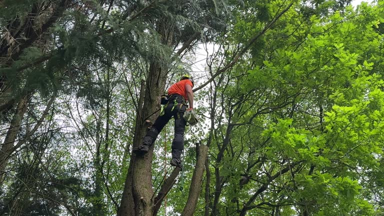 Best Tree Disease Treatment  in Oronoco, MN